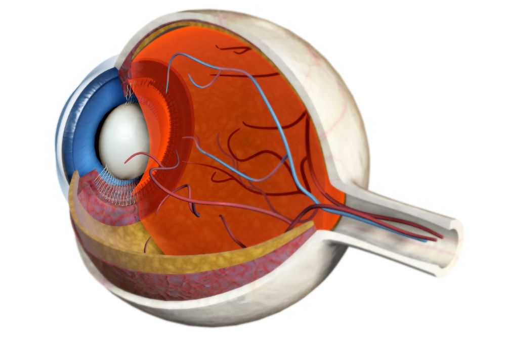 ras-how-much-do-you-know-about-the-retina-quiz